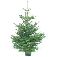 Nordmann kerstbomen met kluit