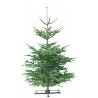 Kerstboom Abies nordmanniana gezaagd 175-200cm 