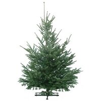 Kerstboom Abies nordmanniana gezaagd 200-225cm 