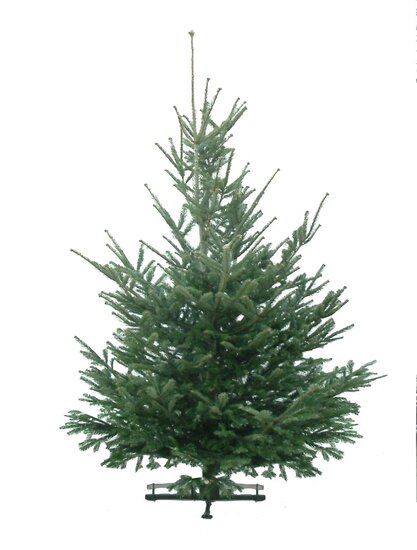 Kerstboom Abies nordmanniana gezaagd 200-225cm kwaliteit excellent