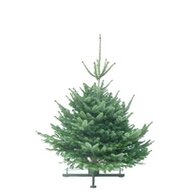 Kerstboom Abies nordmanniana gezaagd  130-150cm 