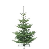 Kerstboom Abies nordmanniana gezaagd 150-175cm 