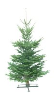 Kerstboom Abies nordmanniana gezaagd 200-225cm kwaliteit excellent