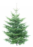 Kerstboom Abies nordmanniana gezaagd 200-225cm kwaliteit excellent