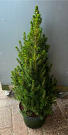 Picea glauca &#039;Conica&#039; 85/ + P23 potkweek