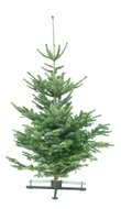 Kerstboom Abies nordmanniana gezaagd 200-225cm 