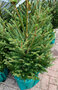 Picea abies 80-100cm C6